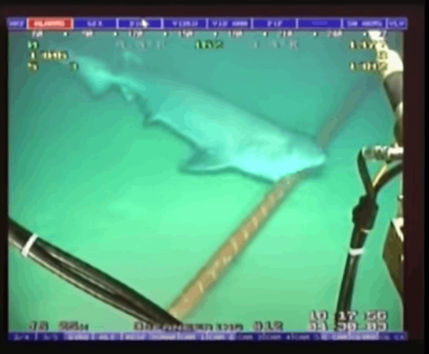 Shark biting the internet fiber undersea cable
